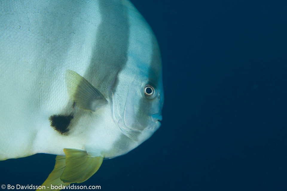 BD-130713-Maldives-0330-Platax-teira-(Forsskål.-1775)-[Longfin-batfish].jpg